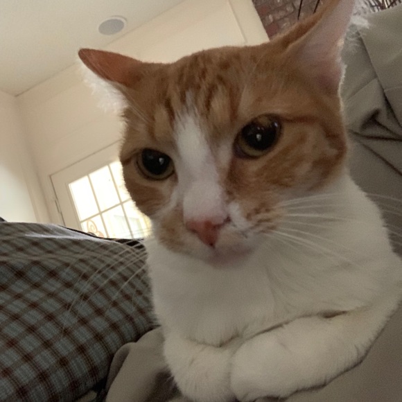 Meet your Posher, Jessica - Picture 1 of 1